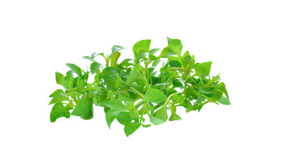 watercress on white background