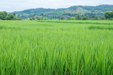 Green Terraced Rice Field in Mae La Noi in Maehongson, norther of Thailand
