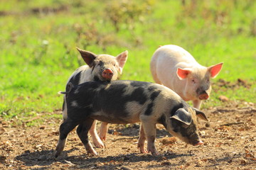 piglets in game