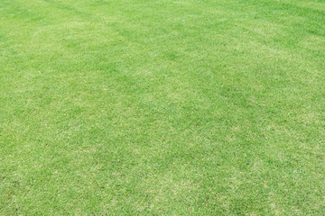 Green grass turf to use as texture or background