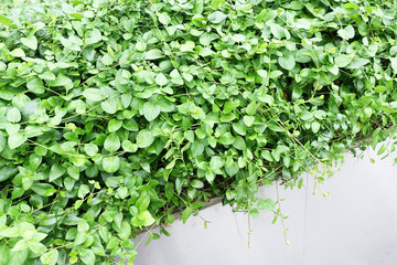 Fototapeta premium Green grass, plant to beautify the surrounding 