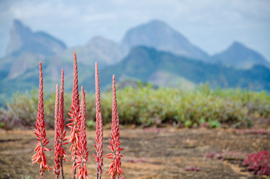 Landscape with beautiful red flower and mountains of interior of Angola in background, Southern Africa