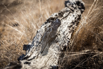 Old Tree in the Savanna