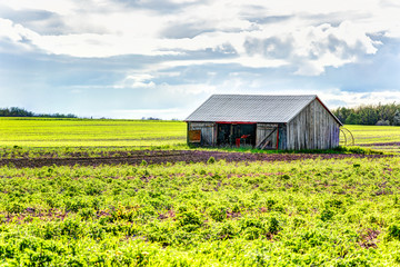 Fototapeta na wymiar Red painted old vintage shed, barn with rows of cultivation furrow land plants in soil during summer landscape field in countryside