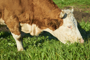 Dairy cow at summer sunset green field
