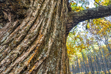 Chestnut tree at El Tiemblo, Avila, Spain
