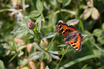 small tortoiseshell