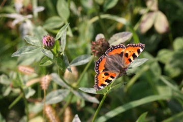 small tortoiseshell