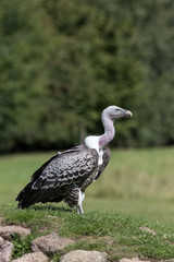 Vulture portrait. African wildlife in profile. Endangered scavenger bird.
