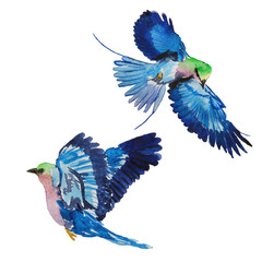 Blue birds