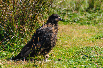 Striated Caracara on the Falkland Islands