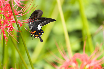 曼殊沙華と蝶