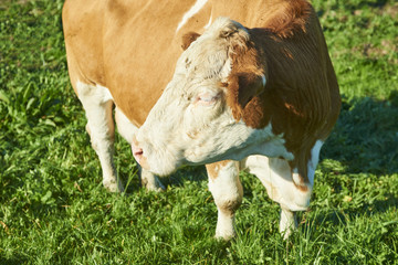 Dairy cow at summer sunset green field