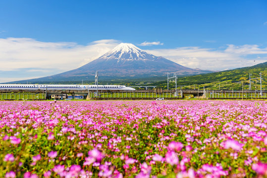 Fototapeta Shinkansen and car run through Mt. Fuji