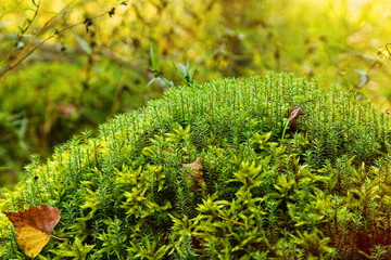 Stone covered by moss in fall forest