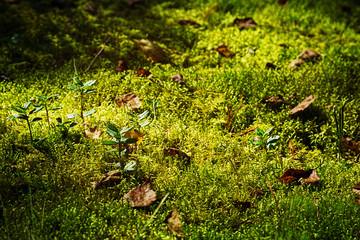 Fototapeta premium Moss carpet with plants in autumn forest