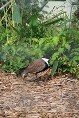 Spur-winged lapwing
