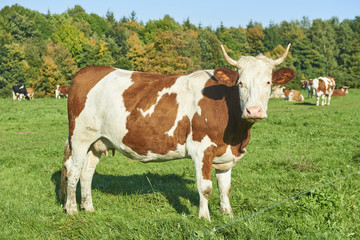 Naklejka na ściany i meble Dairy cow at summer sunset green field