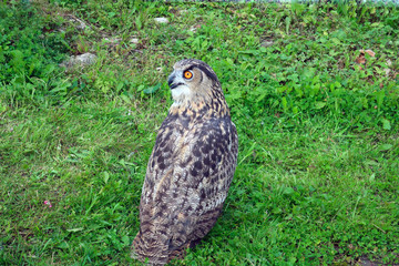 a large owl
