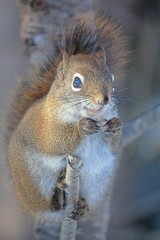 Cute Squirrel Snacking on a Seed