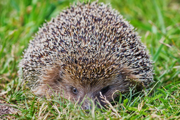 Wild hedgehog on a meadow closeup