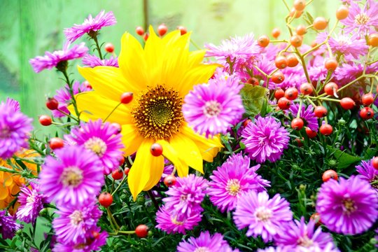 Herbst - Blumen 