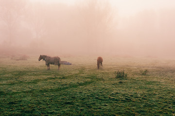 Fototapeta na wymiar horses in the fog