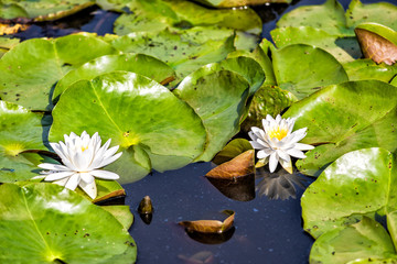 Closeup of two blooming white bright lily flowers with pads in pond