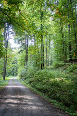 Fototapeta premium Ścieżka leśna