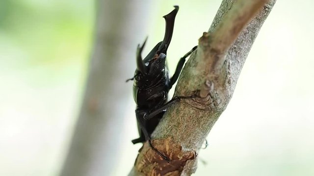 コクワガタ