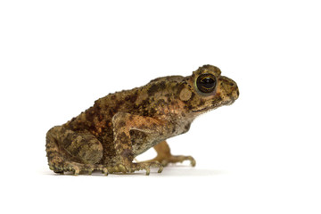 Asian common toad on white background