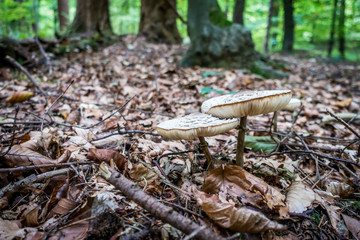 Obraz premium Parasol