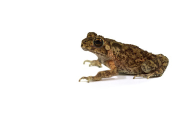 Fototapeta premium Asian common toad on white background