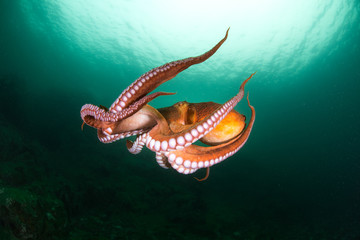 оctopus in the deep ocean - obrazy, fototapety, plakaty
