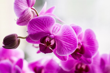Naklejka premium Blooming Purple Orchid z bliska. Kwiat z bliska.