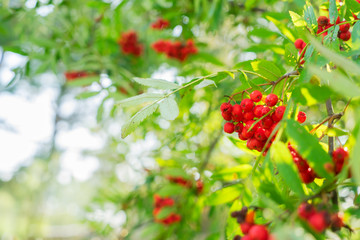 Rowan red ripe berries and fresh green leaves