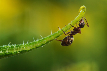 worker ant