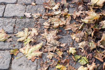 Yellow autumn leaves lying on the paving stones close