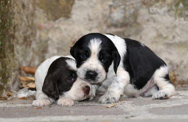 Springer spaniel Puppies dog