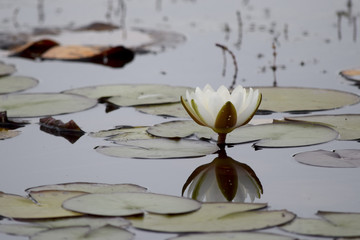 pretty white water lily 