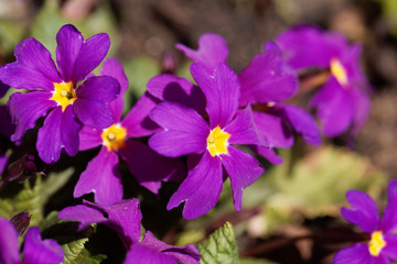 Flower of a garden primrose