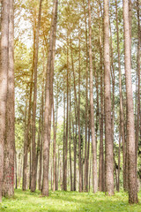 Tall green pine trees forest with green grass floor in day time, summer season.