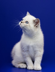 scottish kitten on a blue background