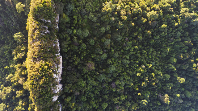 Fototapeta Beautiful green and yellow foliage of rain forest. 