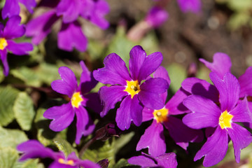 Obraz premium Flower of a garden primrose