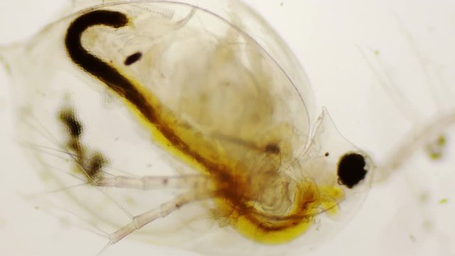 Daphnia pulex or common water flea under the microscope in 4k