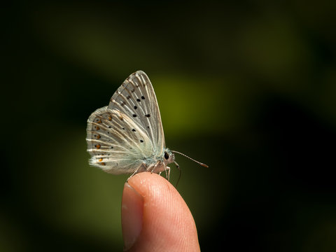 Small butterfly resting on a child's fingertip
