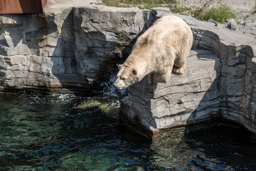 Eisbär beim Absprung