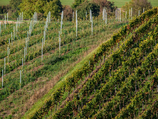 Weinberg im Herbst
