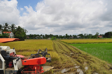 Farmers are harvesting rice in the golden field in spring, in western Vietnam September 2014. Combine harvester collects on the wheat crop. Agricultural machinery in the field.